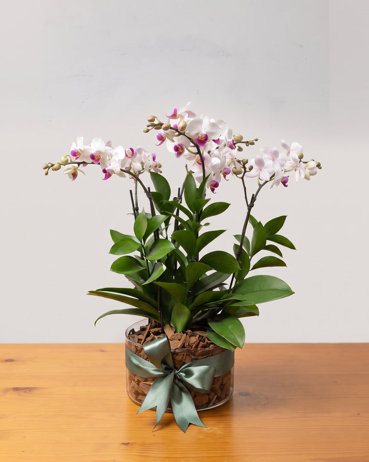 Arranjo de mini orquídeas phalaenopsis: quatro plantas de flor branca e lábio magenta num cilindro de vidro