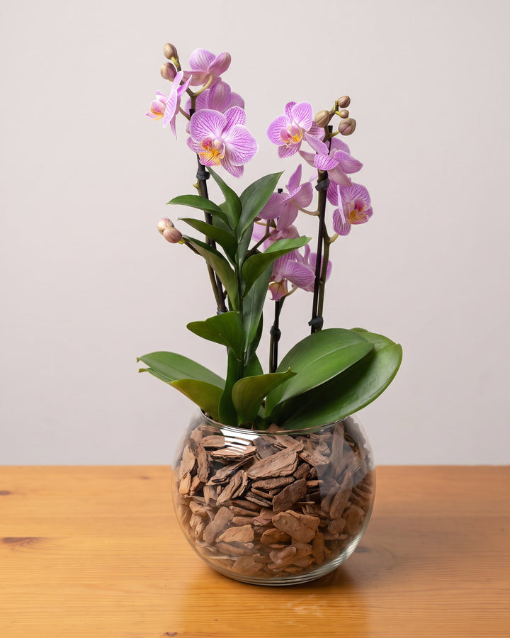 Mini orquídea lilás: flores lilás-rosa de nervura magenta em duas hastes, numa cuia de vidro com casca de pinus