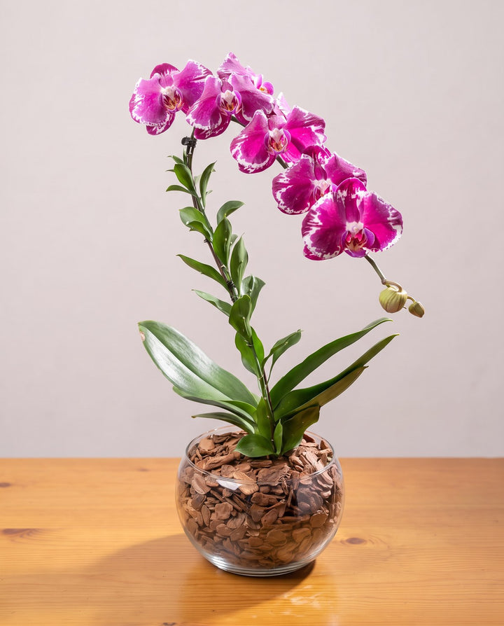 Orquídea exótica: pétalas fúcsia de borda branca irregular numa haste com tutor, em cuia de vidro com casca de pinus