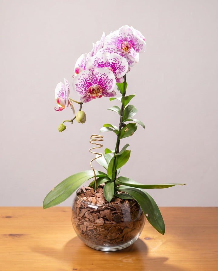 Orquídea gisele: pétalas brancas com pintas magenta numa haste com tutor, em cuia de vidro com casca de pinus