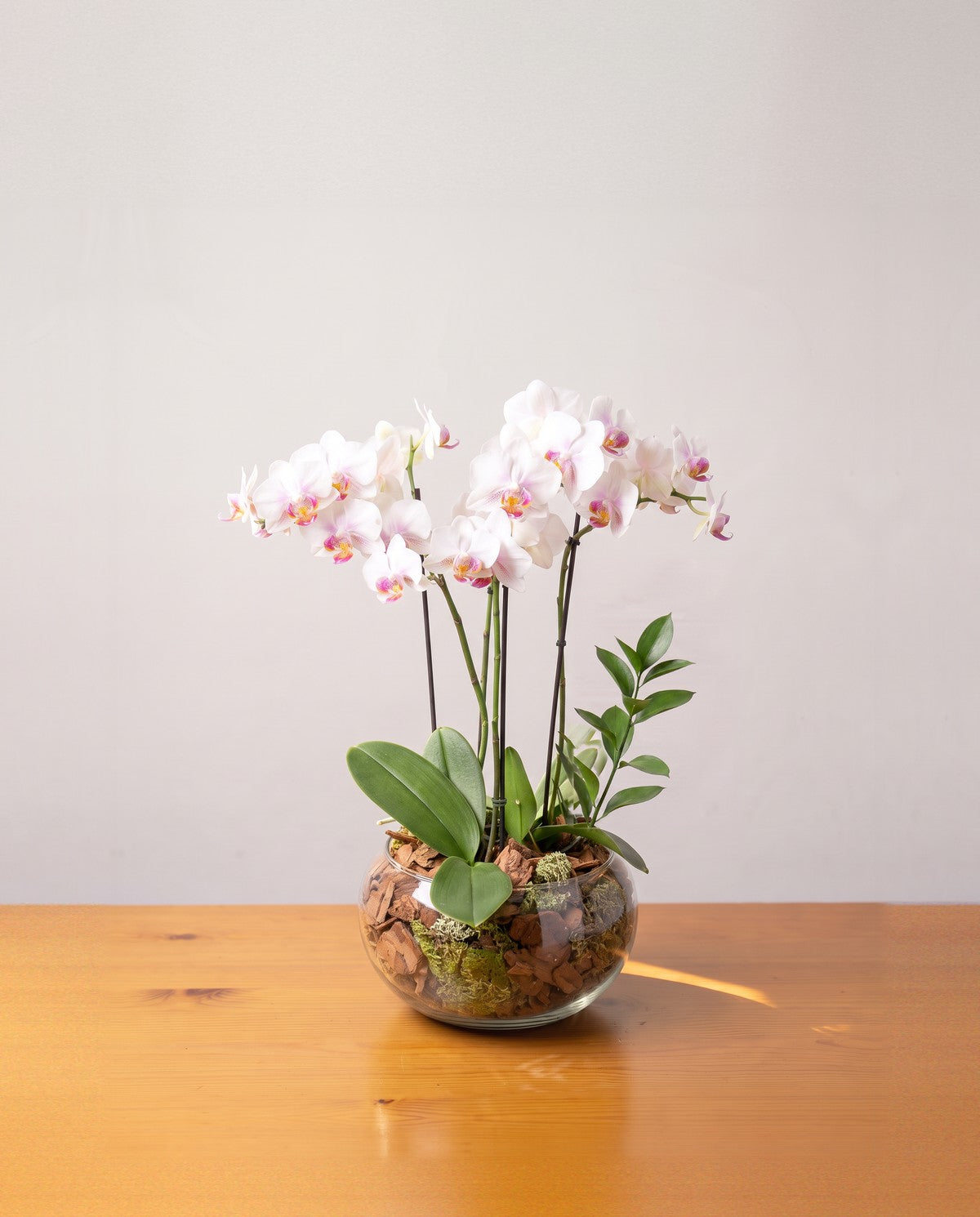 O arranjo de mini orquídeas da casa: várias hastes arqueadas de mini phalaenopsis de pétala branca com rubor rosado e labelo magenta e amarelo, cada uma presa ao seu tutor fino, com folhas largas caindo sobre a borda de uma cuia de vidro larga e baixa cheia de casca de pinus com tufos de musgo verde, apoiada na bancada de pinus cor de mel, contra a parede caiada clara, com a luz vindo da esquerda e por trás.
