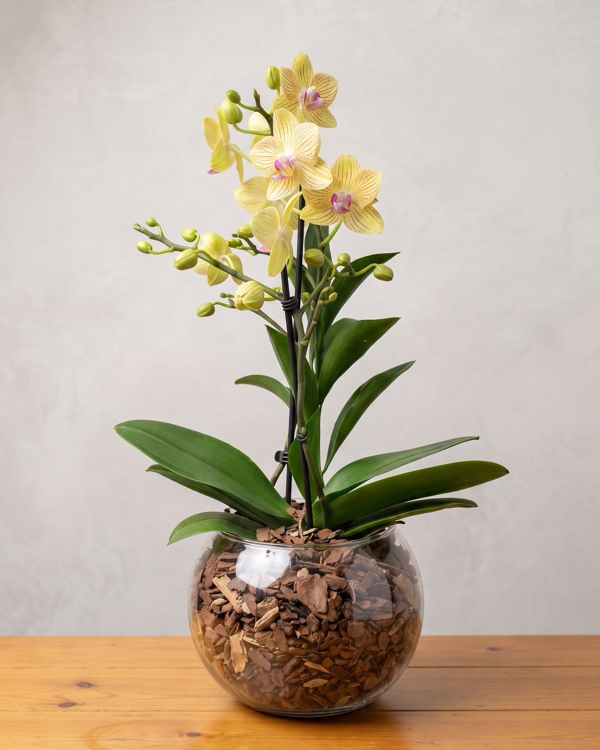 A mini orquídea amarela da casa: duas hastes finas presas a tutores por clipes pretos, com seis flores amarelo-manteiga pálido riscadas por linhas finas vermelho-acastanhadas do centro até a borda, cada uma com um lábio magenta pequeno no meio, e uma ramificação baixa à esquerda carregando uma dúzia de botões verdes fechados. As folhas largas e brilhantes abrem num leque baixo sobre uma cuia de vidro redonda cheia de casca de pinus até a boca, apoiada na bancada de pinus cor de mel.