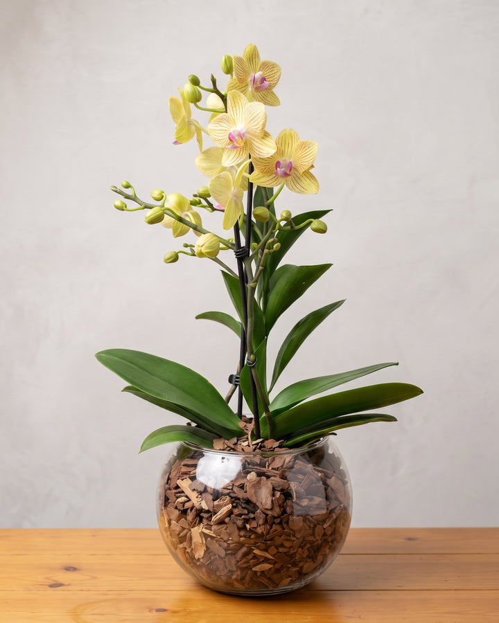Mini orquídea amarela: flores amarelo-pálido riscadas de vermelho, botões verdes, numa cuia de vidro com casca de pinus