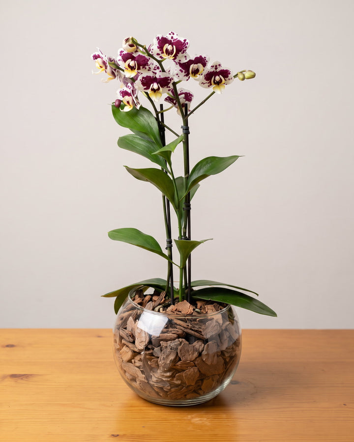 Mini orquídea gisele: flores brancas com manchas vinho em duas hastes, numa cuia de vidro com casca de pinus