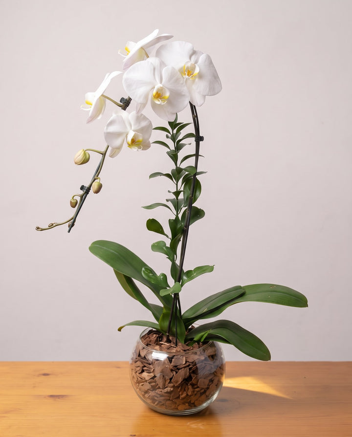 Orquídea branca: pétalas brancas lisas e labelo amarelo numa haste com tutor, em cuia de vidro com casca de pinus
