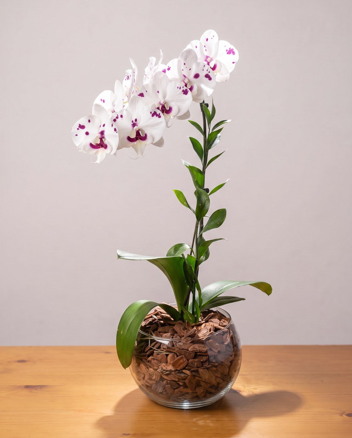 A orquídea dalmata da casa: pétalas brancas marcadas por manchas roxas grandes e redondas, espalhadas de forma irregular, com o labelo magenta-arroxeado. Uma haste presa a um tutor fino, com hastes de ruscus miúdo subindo ao lado e folhas largas e brilhantes abrindo da coroa, numa cuia de vidro redonda cheia de casca de pinus grossa até a boca, apoiada na bancada de pinus cor de mel, contra a parede caiada clara, com a luz vindo da esquerda e por trás, e a sombra da peça caindo na madeira à direita.