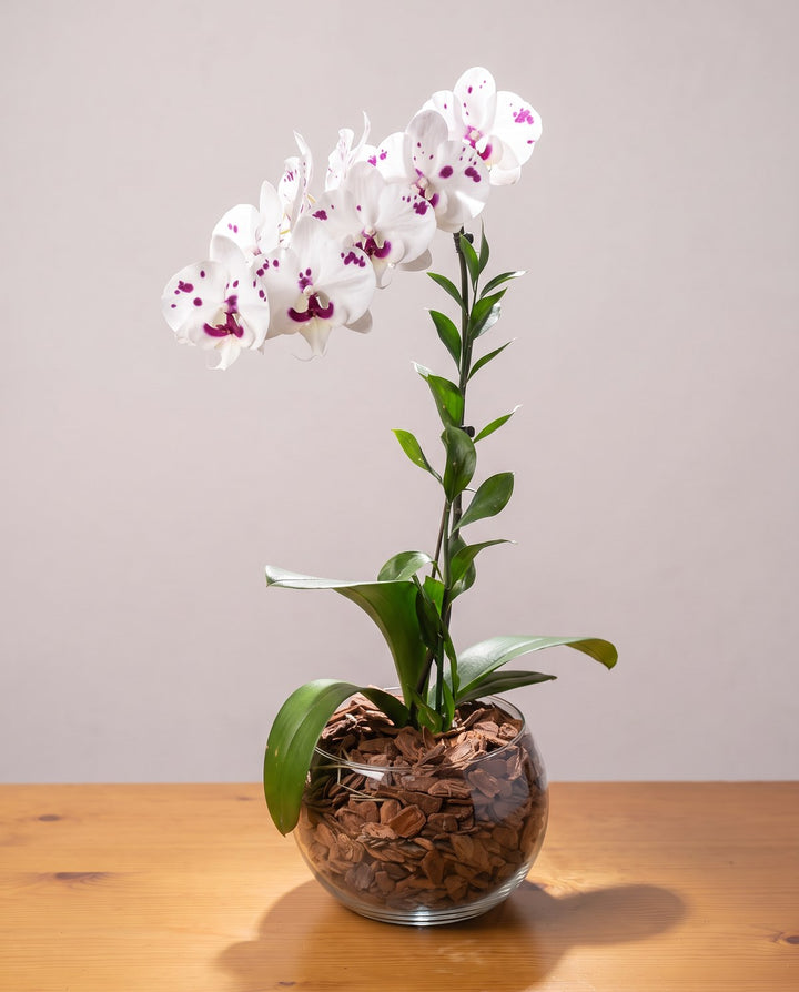 Orquídea dálmata: pétalas brancas com manchas roxas grandes numa haste com tutor, em cuia de vidro com casca de pinus