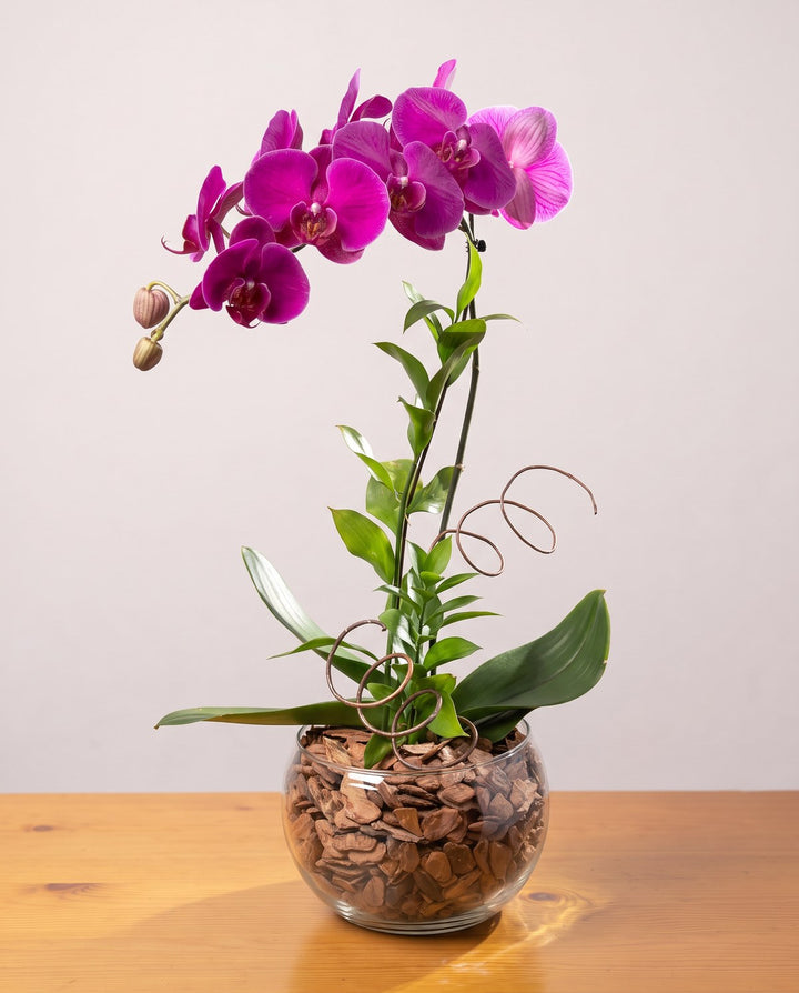 Orquídea fúcsia: pétalas fúcsia com nervuras escuras numa haste com tutor, em cuia de vidro com casca de pinus