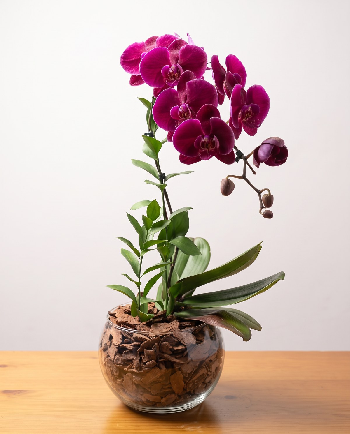 A orquídea magenta da casa: pétalas vinho-magenta aveludadas, de cor uniforme, com a coluna branca e o labelo de garganta amarela ao centro. Uma haste presa a um tutor fino, com hastes de ruscus miúdo subindo ao lado e folhas largas e brilhantes abrindo da coroa, numa cuia de vidro redonda cheia de casca de pinus grossa até a boca, apoiada na bancada de pinus cor de mel, contra a parede caiada clara, com a luz vindo da esquerda e por trás, e a sombra da peça caindo na madeira à direita.