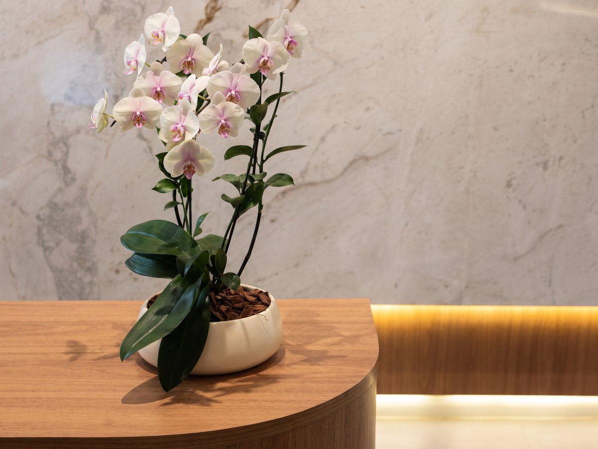 A orquídea phalaenopsis da casa no ponto da recepção de um cliente: duas hastes de flores brancas de lábio rosa arqueando para a frente, sobre folhas verdes largas, numa cuia baixa de cerâmica creme cheia de casca de pinus, no balcão curvo de madeira contra a parede de mármore; a luz vem da esquerda e deita a sombra das folhas na madeira.