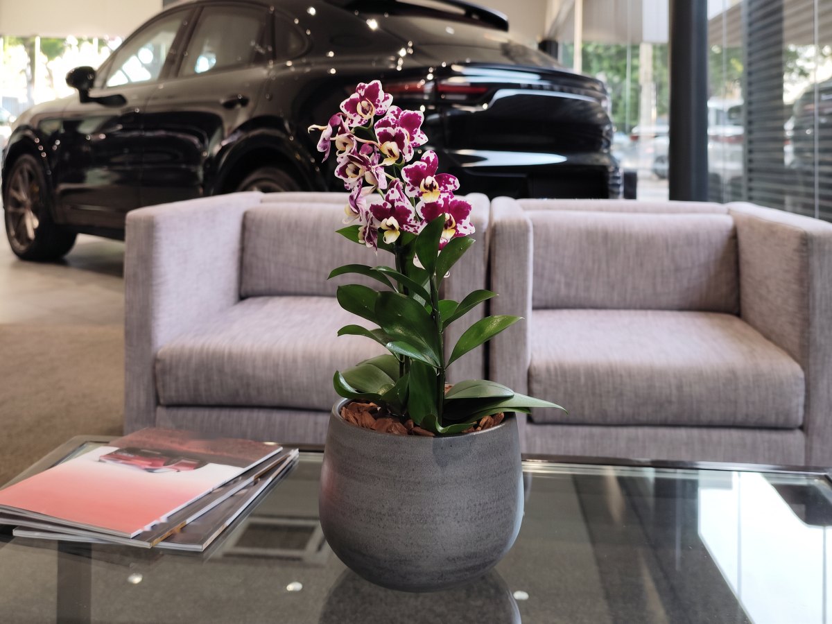No lounge de um showroom de carros, uma mini orquídea phalaenopsis da casa sobre a mesa de centro de vidro fumê: uma haste só, com flores brancas manchadas de vinho e lábios amarelos, um ramo de folhagem verde-escura brilhante subindo junto e casca de pinus sobre a terra, num cachepô cinza de pedra fosca. Atrás, duas poltronas de tecido cinza-claro e um carro preto; a luz entra pela vitrine à direita.