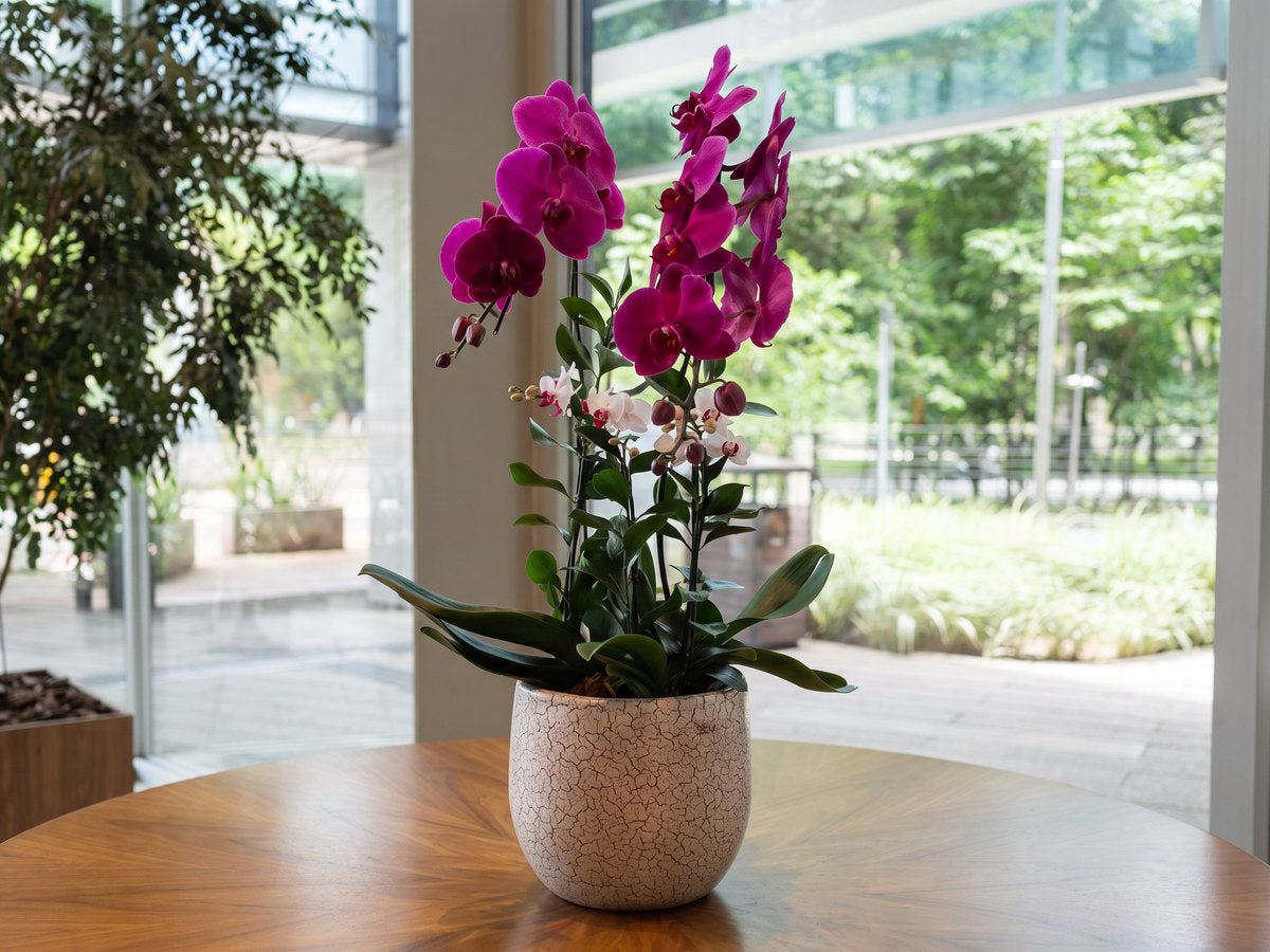No saguão envidraçado de um escritório, a composição de orquídeas da casa sobre a mesa redonda de nogueira em leque: hastes de phalaenopsis magenta e vinho e duas hastes de mini phalaenopsis brancas de lábio vermelho, com folhas verdes largas abrindo na base, num cachepô redondo de cerâmica craquelada cor de creme. Atrás do vidro, árvores e a calçada; a luz vem de fora e acende as pétalas por dentro.