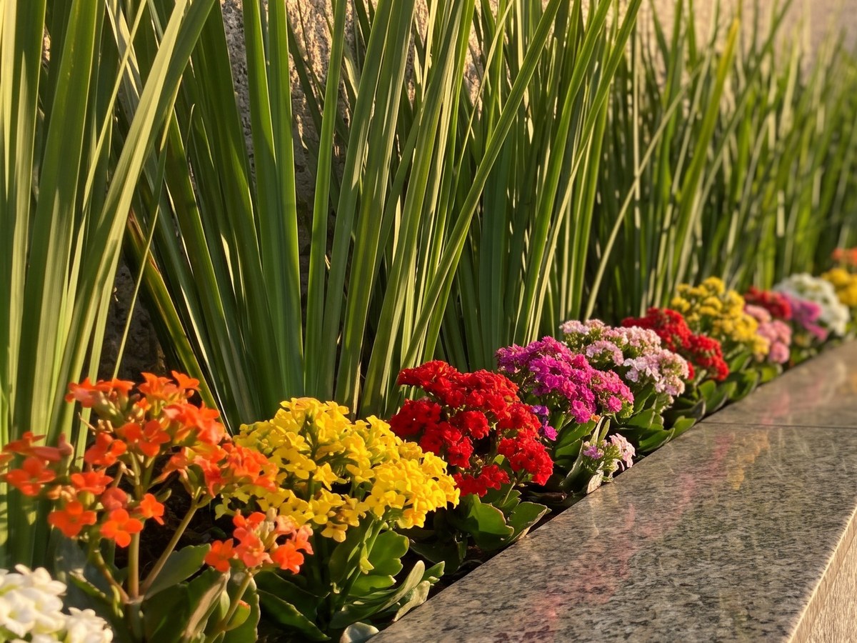 Floreira de granito ao pé de um prédio: uma faixa de kalanchoes floridos em laranja, amarelo, vermelho, rosa, magenta e branco corre ao longo da borda, na frente de uma touceira alta de moreia; o sol baixo da tarde acende as folhas por trás e esquenta o granito do tampo, e as flores do fundo se desfazem fora de foco.